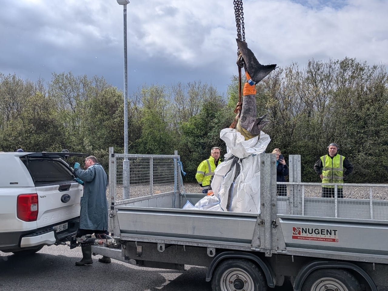 A dead shark, being lifted by the tail into a truck, with its tail visible and head covered in white cloth